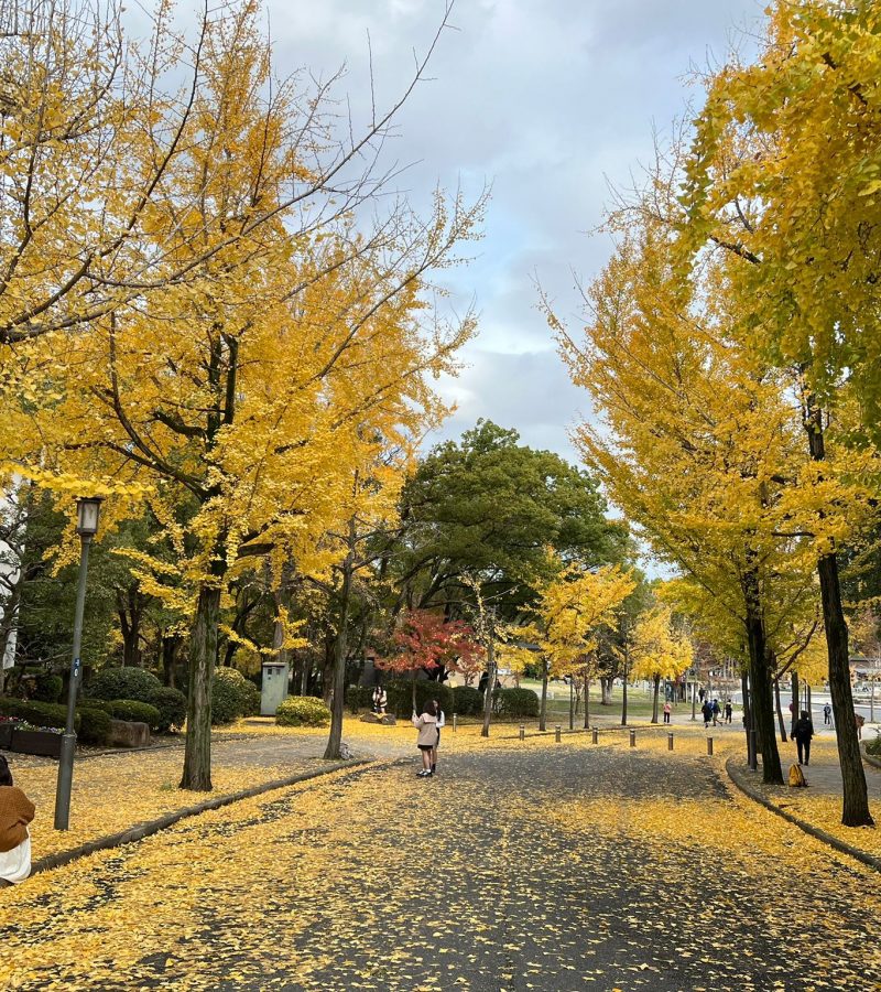 11月22日外汇交易提醒